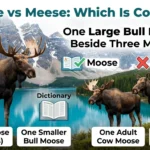 moose vs meese